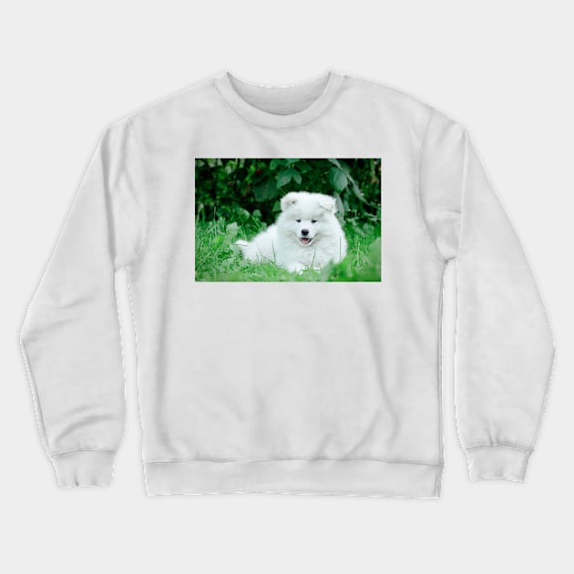 Samoyed puppies portrait Crewneck Sweatshirt by PetsArt